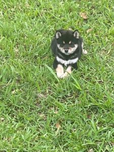 Shiba Inu Puppies Whispering Pines Pups